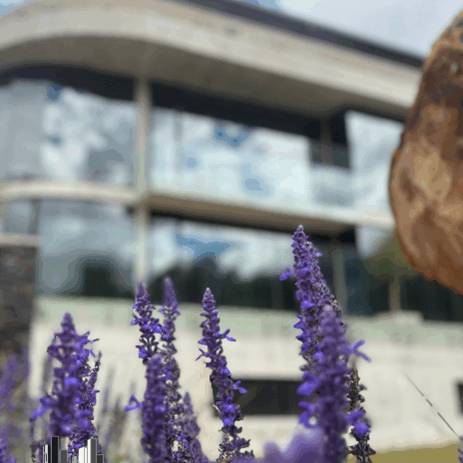 Lavender and building